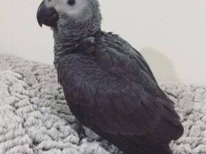 ROYCE- AFRICAN GREY PARROTS