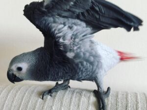 ROYCE- AFRICAN GREY PARROTS