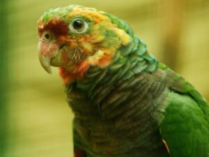 Vinaceous Breasted Amazon Parrot