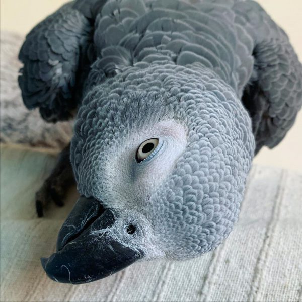 ROYCE- AFRICAN GREY PARROTS ROYCE- AFRICAN GREY PARROTS