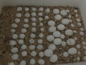 Toco Toucan Eggs