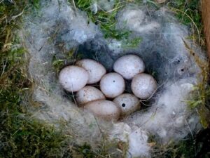 Canaries Parrot Eggs For Sale