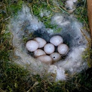 Canaries Parrot Eggs For Sale