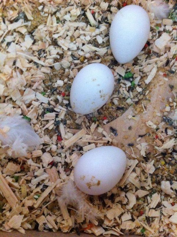 Rainbow Lorikeet Parrots Egg