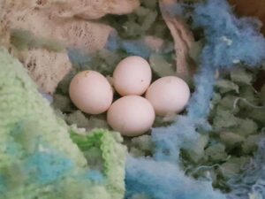 Pionus Parrots Eggs
