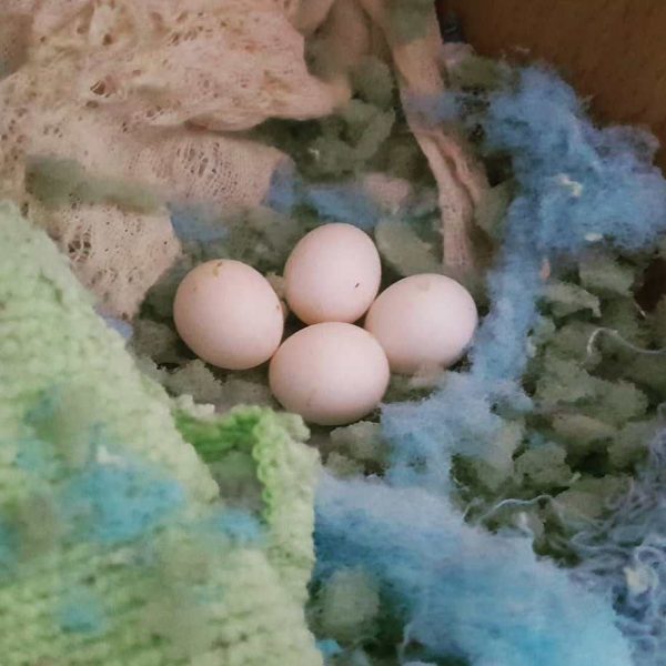 Pionus Parrots Eggs