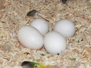 Caique Parrot Egg