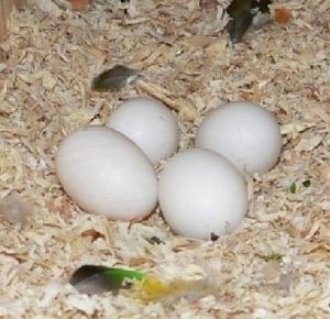 Caique Parrot Egg