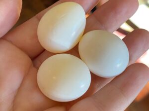 Fertile Quaker Parrot Eggs