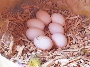 Eclectus Parrot Eggs For Sale