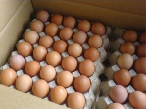 FRESH CHICKEN TABLE EGGS