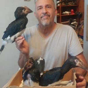 Buy Toucan Online