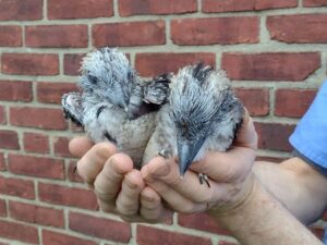 Babies Toucan For Sale