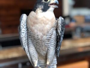 Wing Predators Falcon