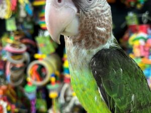 Brown Necked Poicephalus For Sale