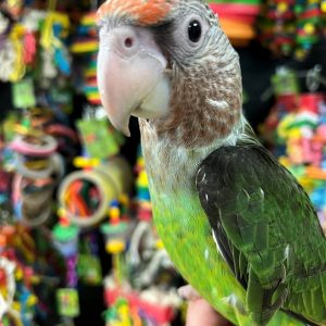Brown Necked Poicephalus For Sale