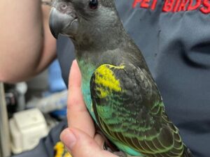 Meyers Poicephalus For Sale