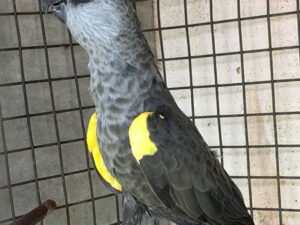 Rueppels Poicephalus For Sale