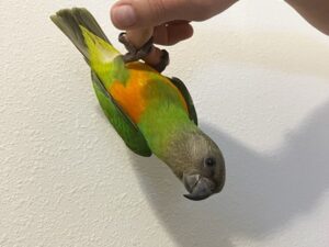 Senegal Poicephalus For Sale