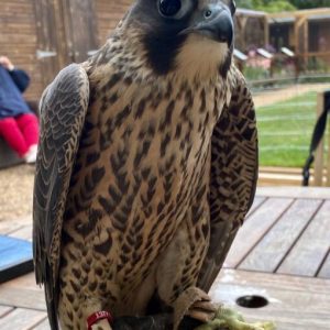 Gyrfalcon