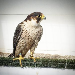 Northern Goshawk Falcon