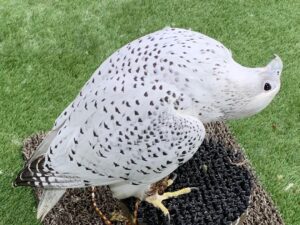 Peregrine Falcon For Sale