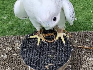 Peregrine Falcon For Sale