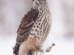 Shaheen Falcon For Sale