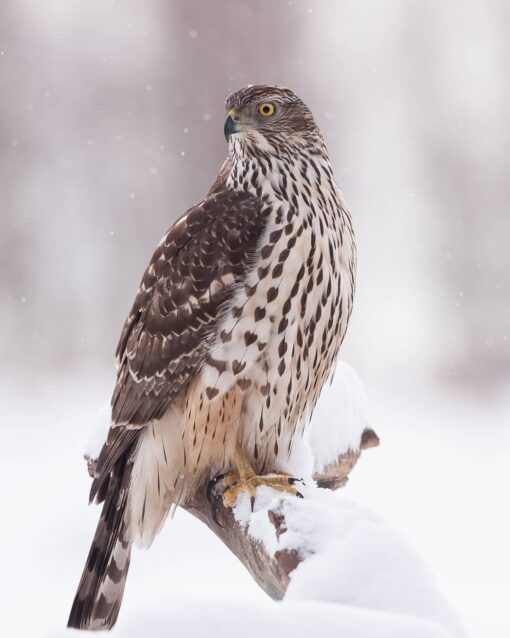 Shaheen Falcon For Sale Shaheen Falcon For Sale