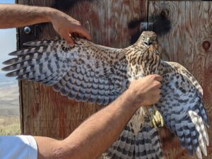 Shaheen Falcon For Sale