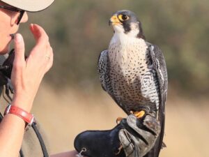 Wing Predators Falcon