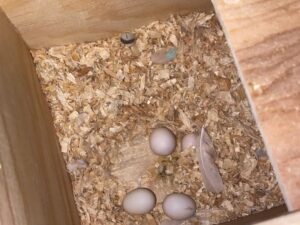 Cockatiel Parrot Eggs For Sale