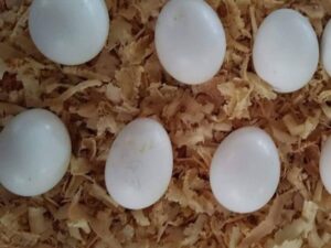 Parakeet Parrot Eggs For Sale
