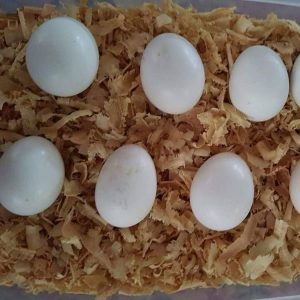 Parakeet Parrot Eggs For Sale