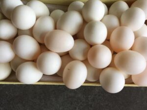 Conure Parrots Eggs For Sale