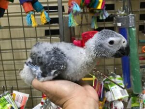 Cute African Grey Parrots For Sale
