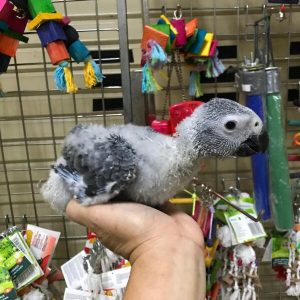 Cute African Grey Parrots For Sale