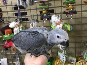 Cute African Grey Parrots For Sale