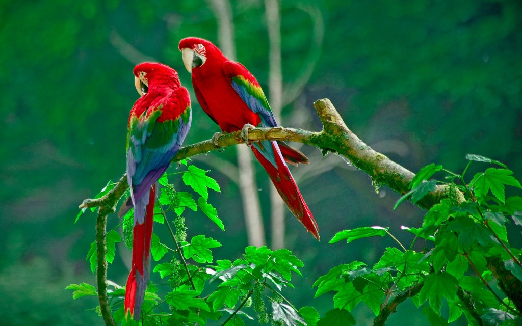 Top Destinations for Spotting Rare and Exotic Birds