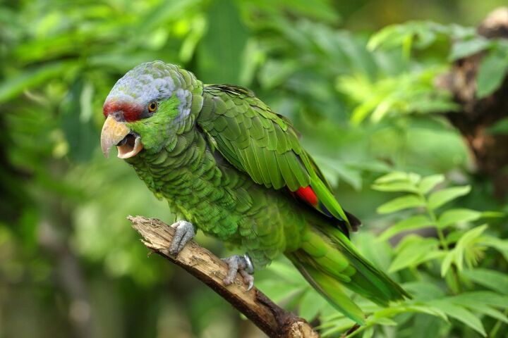 Lilac Crowned Amazon Parrot: Personality Care Companionship