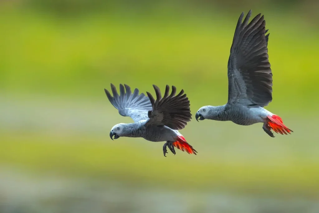 African Grey Parrot Facts