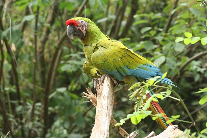 Baby Buffon Macaw Parrots