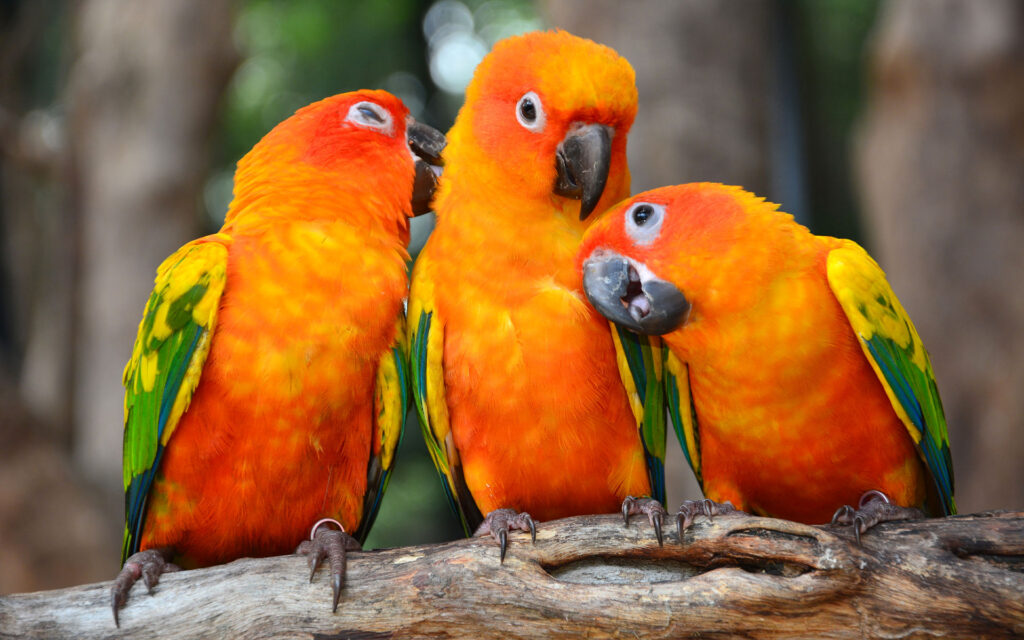 Affordable Birds for Sale Online