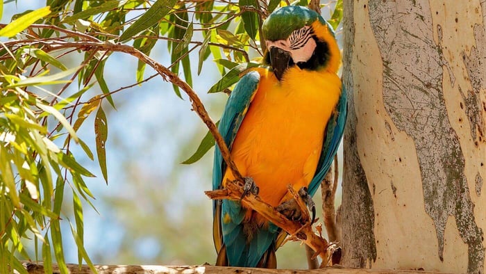 Blue and gold macaw pet introduction