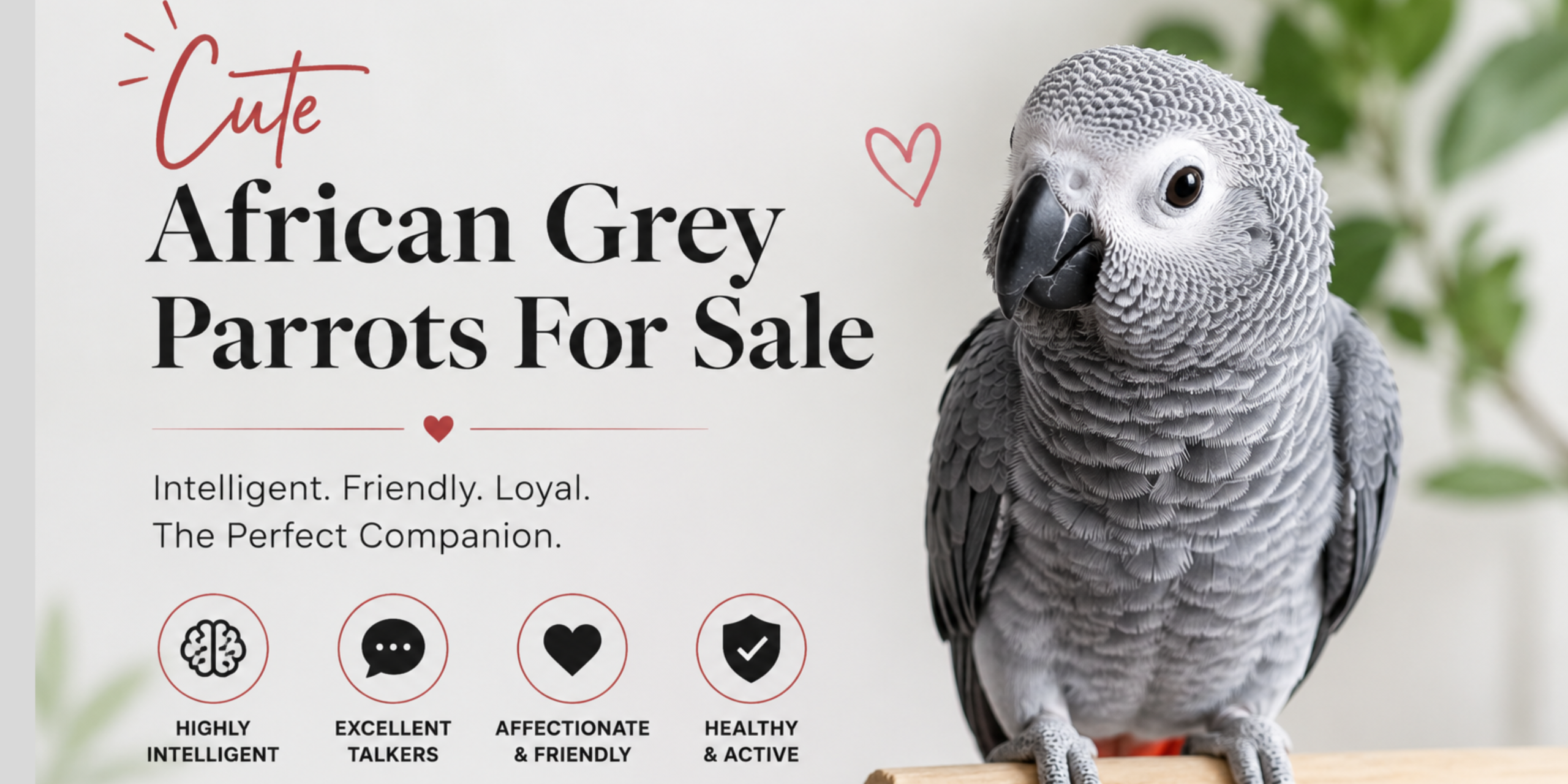 Cute African Grey Parrots