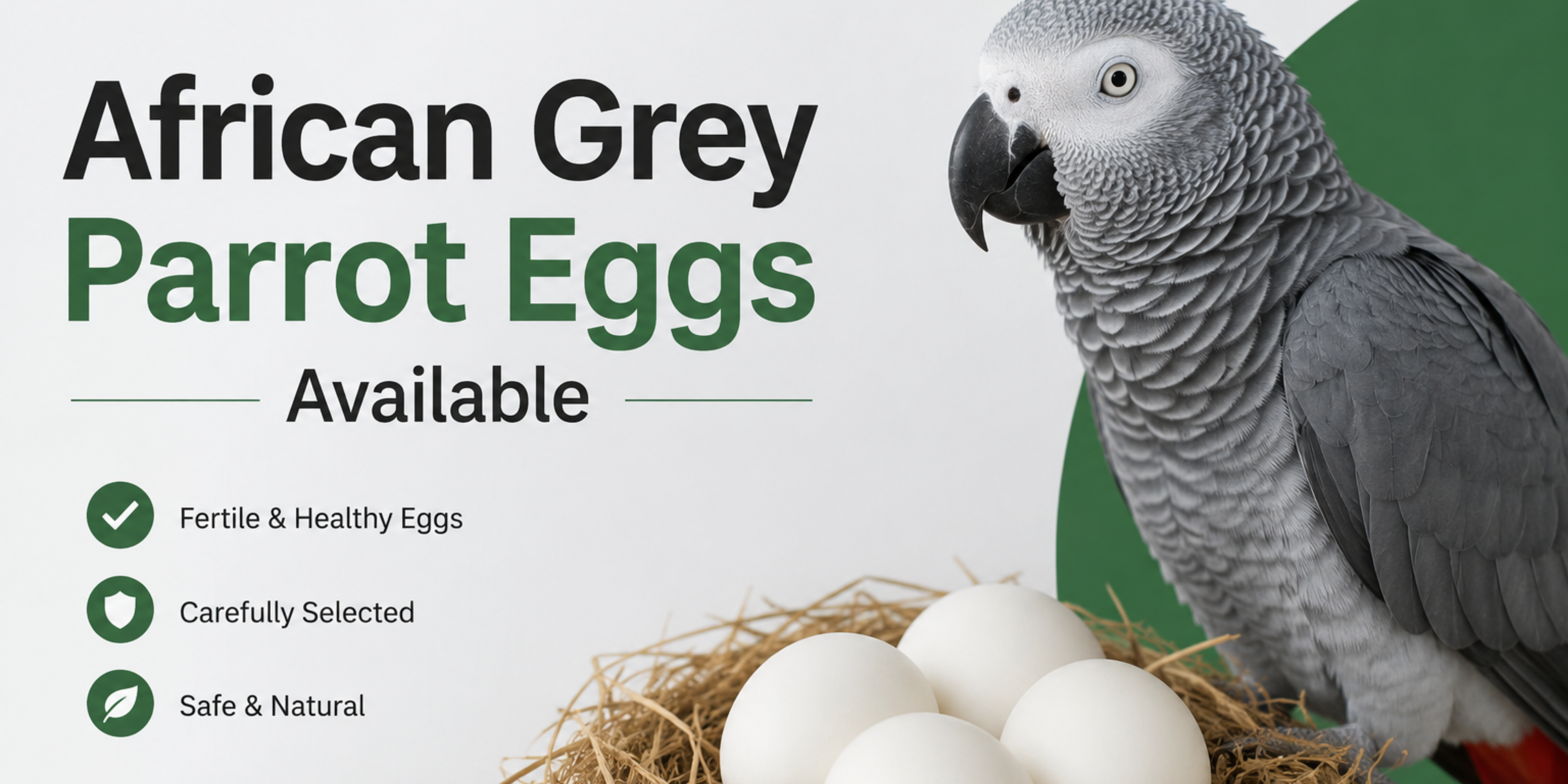 African Grey Eggs